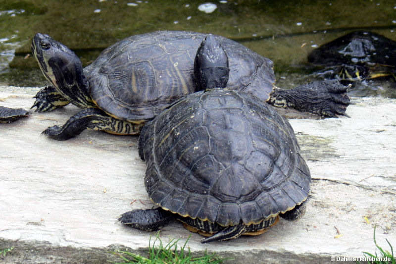 Cumberland-Schmuckschildkröten Trachemys scripta troostii-1