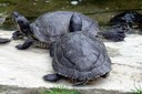 Trachemys scripta troostii