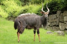 Nyalas (Tragelaphus angasii) im Opel-Zoo Kronberg