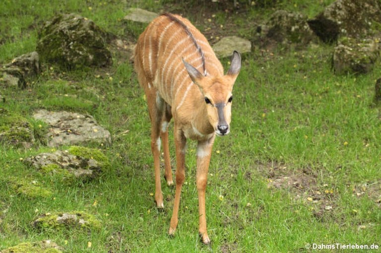 Tragelaphus angasi