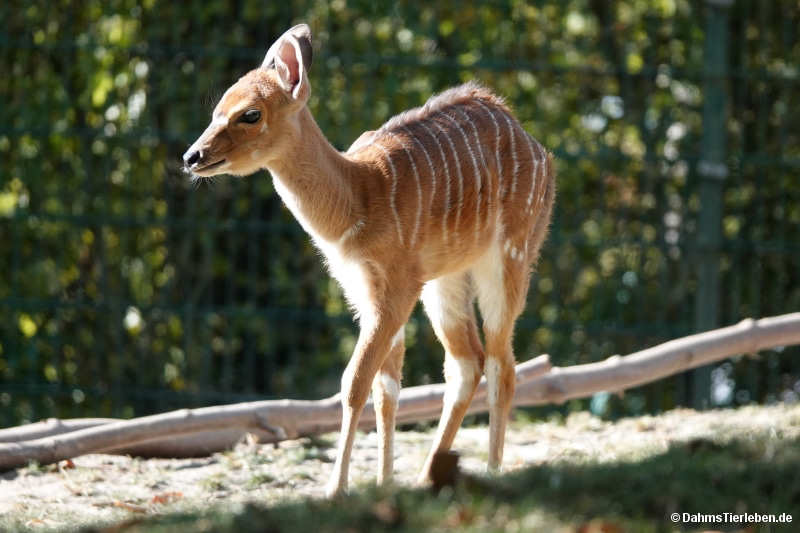 Tragelaphus angasii-1