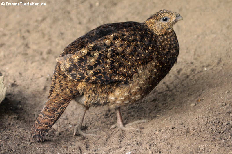 Satyrtragopan (Tragopan satyra)