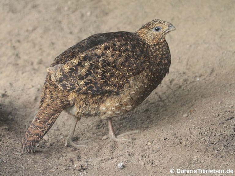 Tragopan satyra