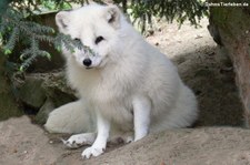 Polarfuchs (Alopex lagopus) im Opel-Zoo Kronberg 