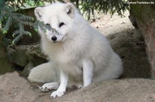 Polarfuchs (Vulpes lagopus) im Opel-Zoo Kronberg