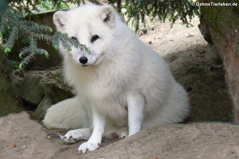 Polarfuchs (Alopex lagopus)