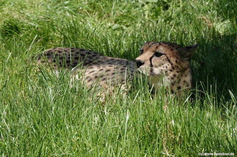 Acinonyx jubatus soemmeringii