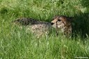 Acinonyx jubatus soemmeringii