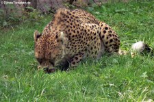 Sudan-Gepard (Acinonyx jubatus soemmeringii) im Zoo Landau