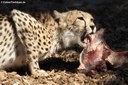 Acinonyx jubatus soemmeringii