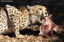 Sudan-Gepard (Acinonyx jubatus soemmeringii) im Zoo Landau