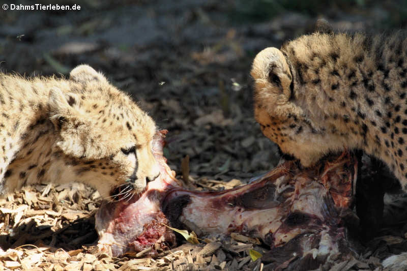 Sudan-Geparde (Acinonyx jubatus soemmeringii)