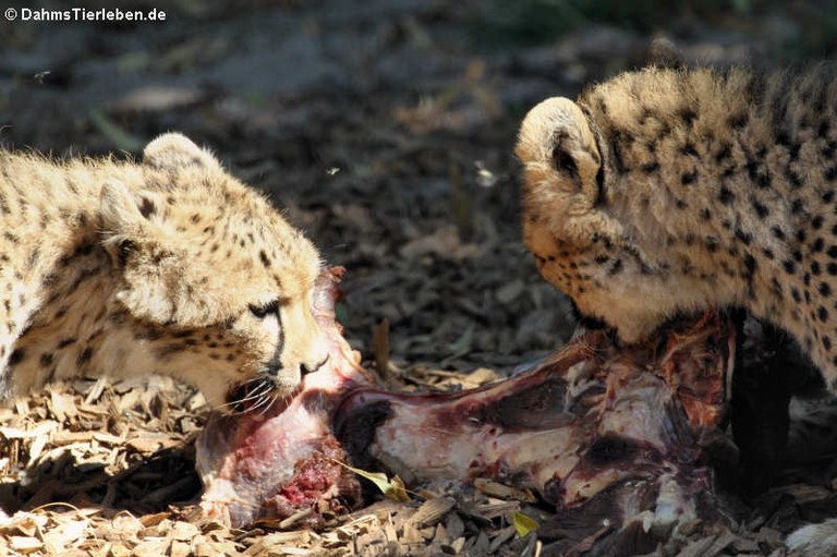 Acinonyx jubatus soemmeringii