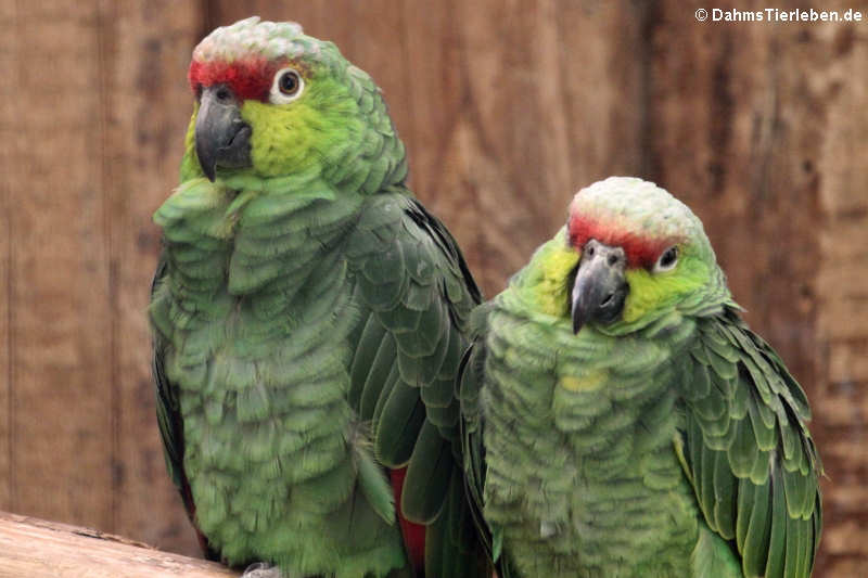 Ekuadoramazonen (Amazona lilacina)