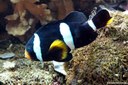 Amphiprion clarkii