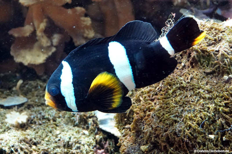 Clarks Anemonenfisch Amphiprion clarkii-4