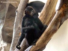 Braunkopfklammeraffen (Ateles fusciceps rufiventris) im Zoo Landau