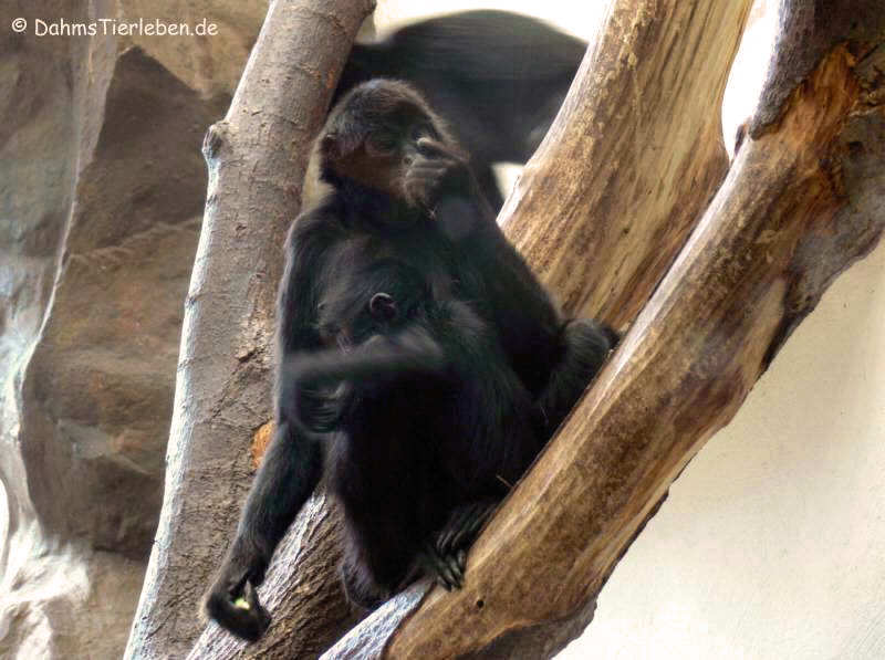 Ateles fusciceps rufiventris-1