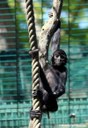 Ateles fusciceps rufiventris