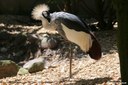 Balearica regulorum gibbericeps