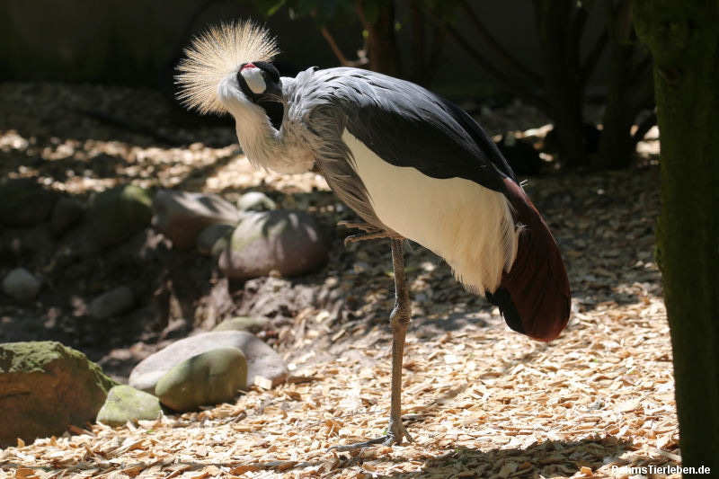 Balearica regulorum gibbericeps