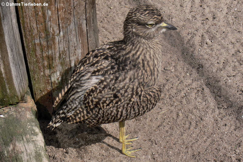 Kaptriel (Burhinus capensis)