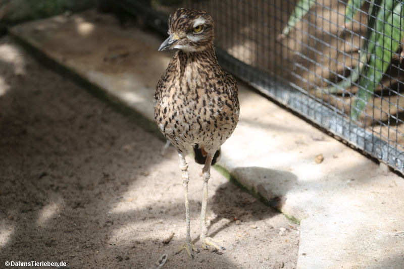Burhinus capensis