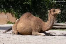 Dromedar (Camelus dromedarius) im Zoo Landau