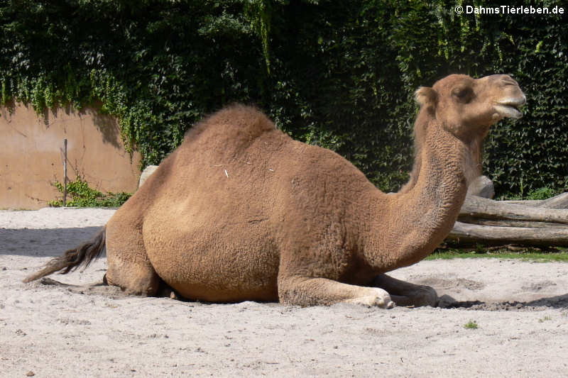 Dromedar Camelus dromedarius-4