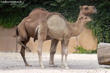 Dromedare (Camelus dromedarius) im Zoo Landau