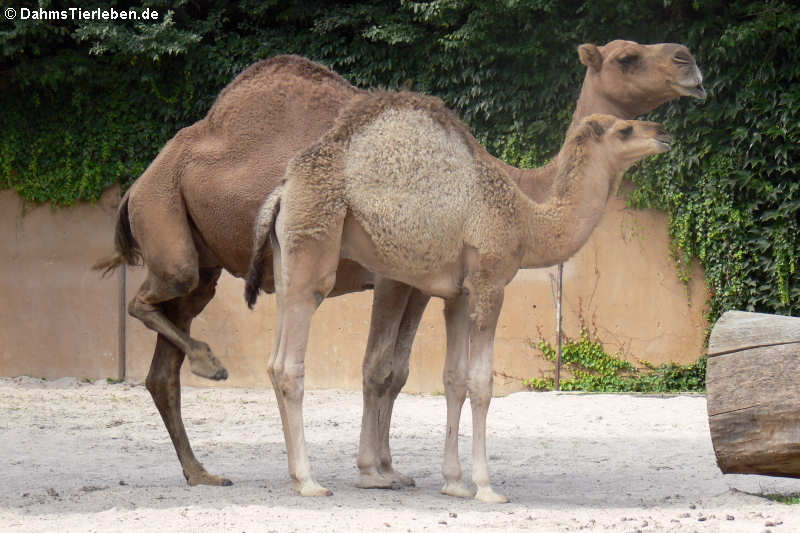 Dromedare (Camelus dromedarius)