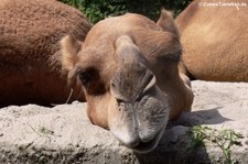 Dromedar (Camelus dromedarius) im Zoo Landau