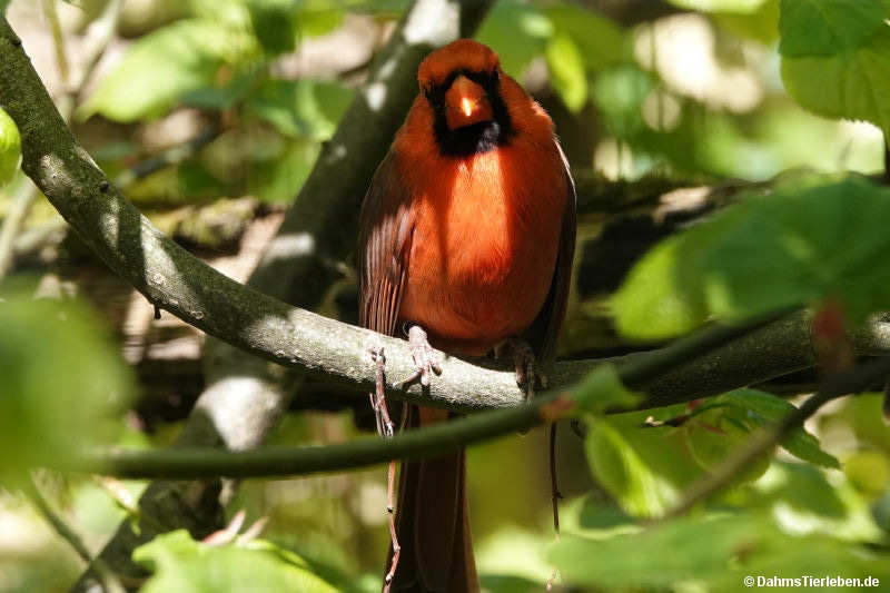 Cardinalis cardinalis