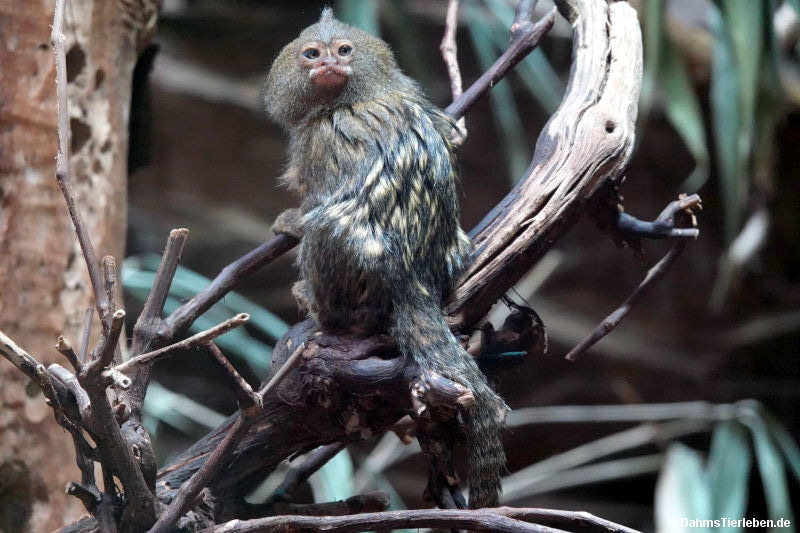 Cebuella pygmaea