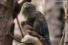 Zwergseidenäffchen (Cebuella pygmaea) im Zoo Landau