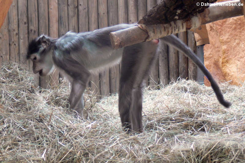 Cercocebus lunulatus-1