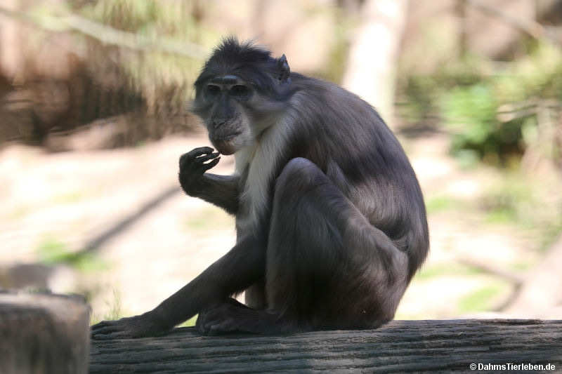 Cercocebus lunulatus