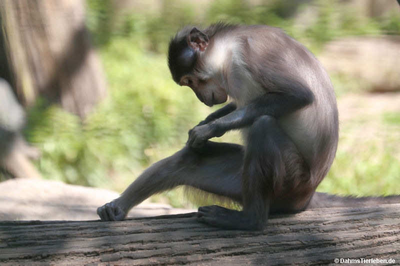 Weißnackenmangabe Cercocebus lunulatus-1