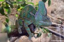 Chamaeleo calyptratus