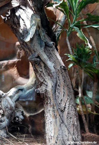 Chlamydosaurus kingii