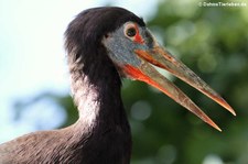 Abdimstorch (Ciconia abdimii) im Zoo Landau