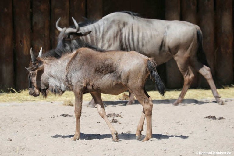 Connochaetes taurinus taurinus