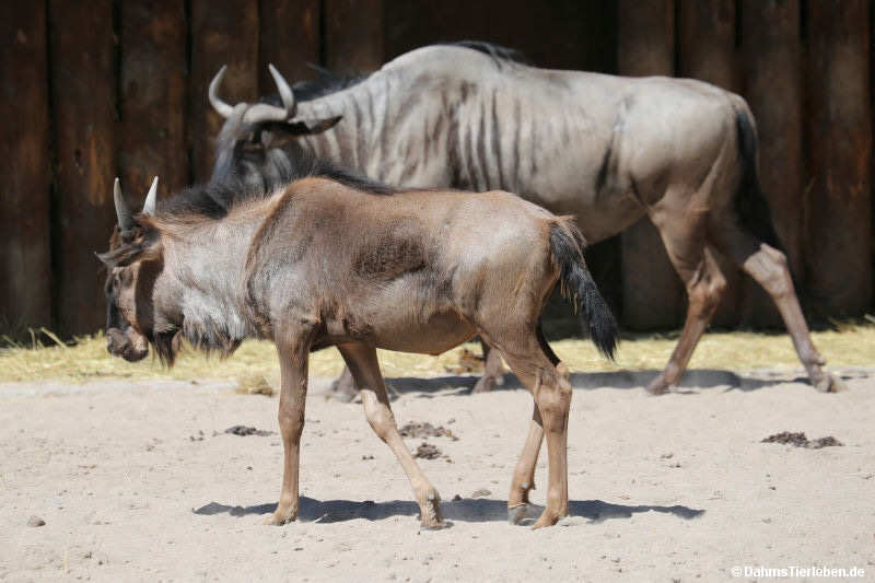 Connochaetes taurinus taurinus