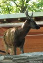 Rusa alfredi