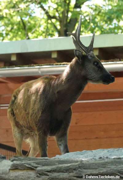 Rusa alfredi
