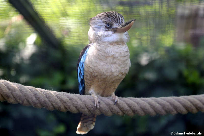 Dacelo leachii
