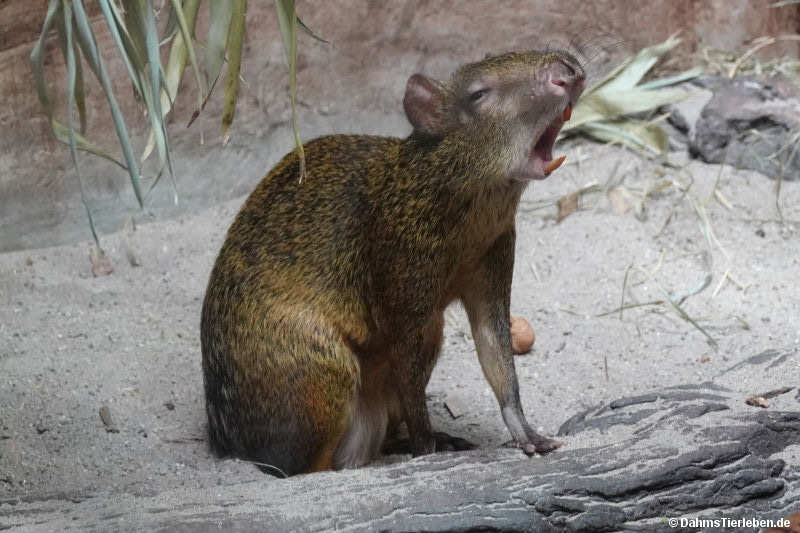 Dasyprocta azarae-1