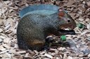 Dasyprocta azarae