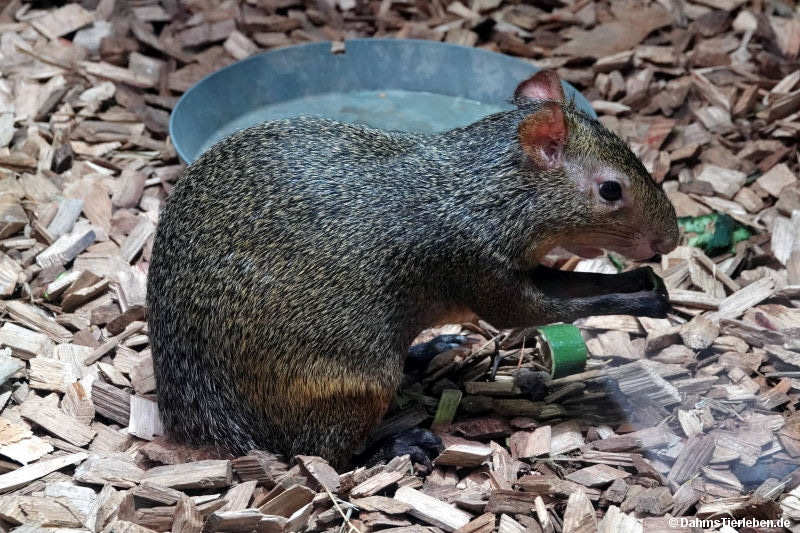 Dasyprocta azarae-1