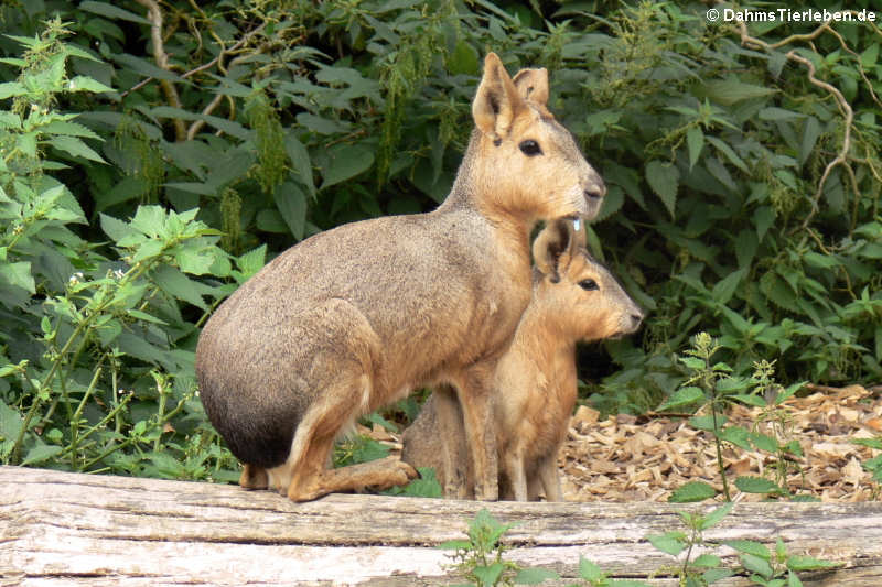 Große Maras (Dolichotis patagonum)